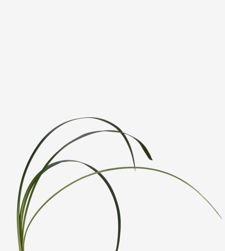 Market Bunches Green Elite Flower