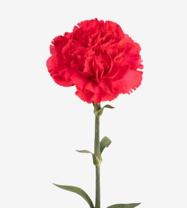 Market Bunches – Basic – Elite Flower